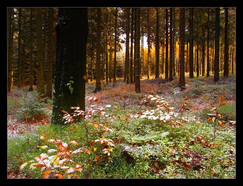 Karkonoskie lasy - początek zimy...cz.4