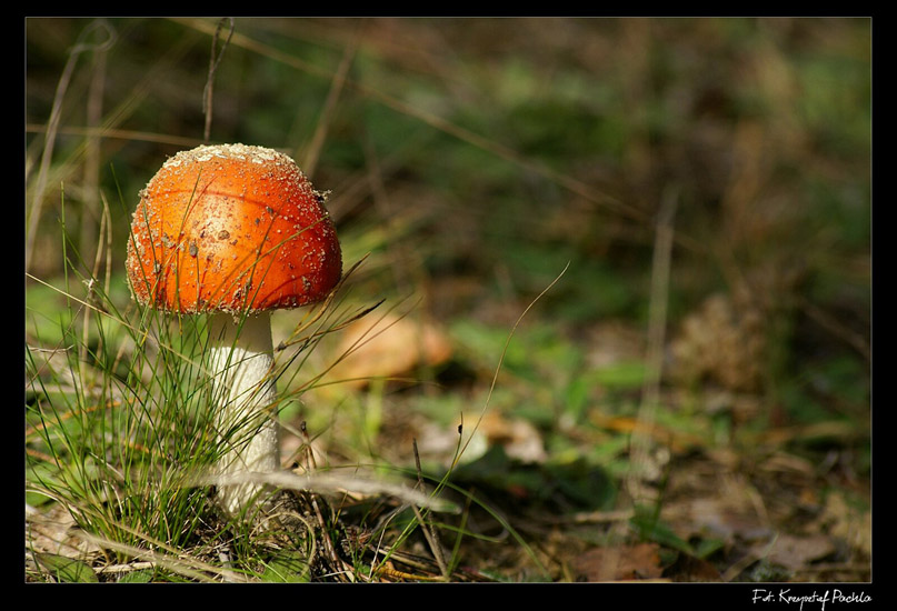 Amanita muscaria