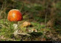 Amanita muscaria