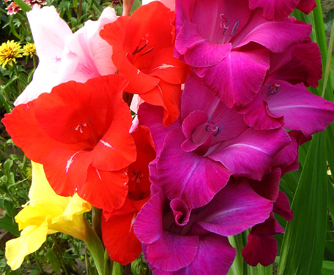 gladiole