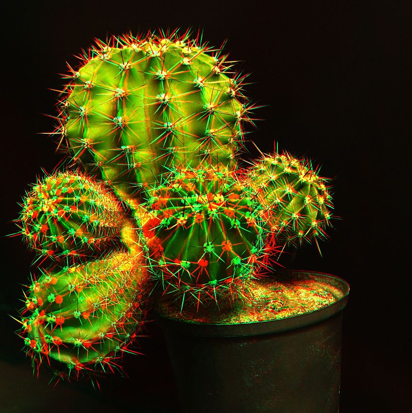 trójwymiarowo.... (echinopsis)