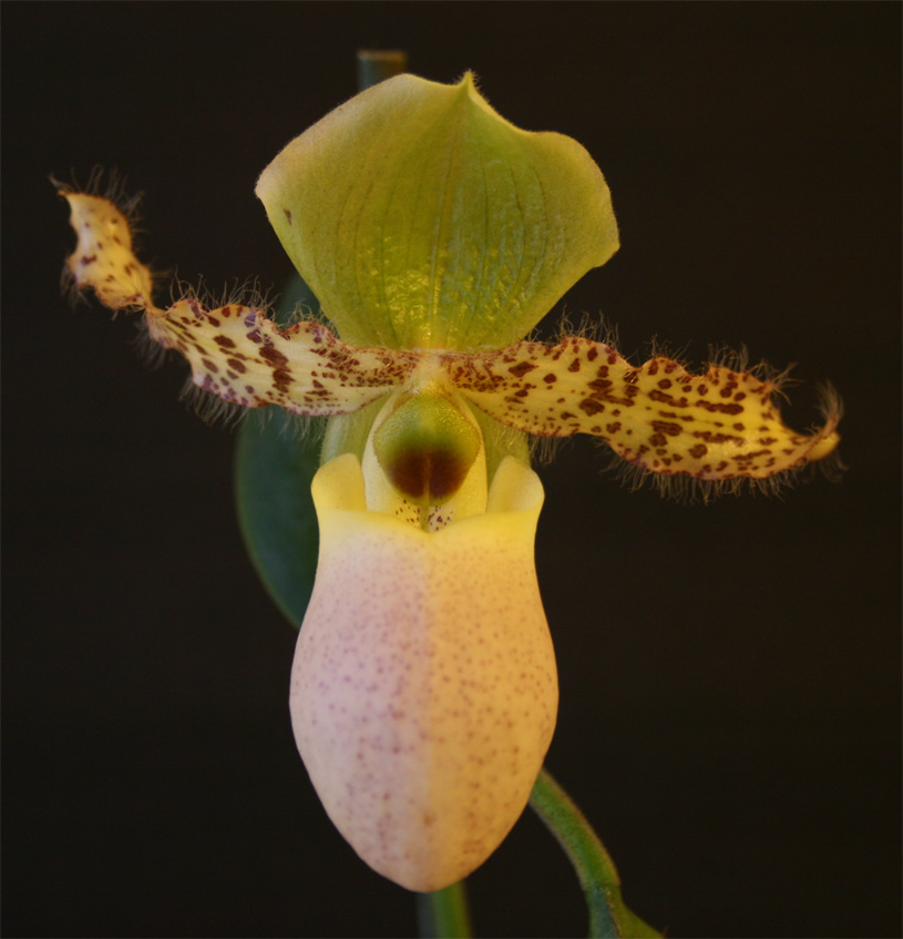 Paphiopedilum