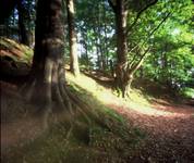 pinhole 0,25mm Velvia100.  t.3min.