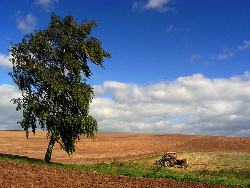 Poszarpana pani