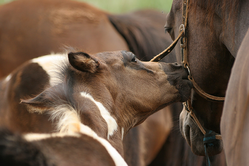 little sweet kiss