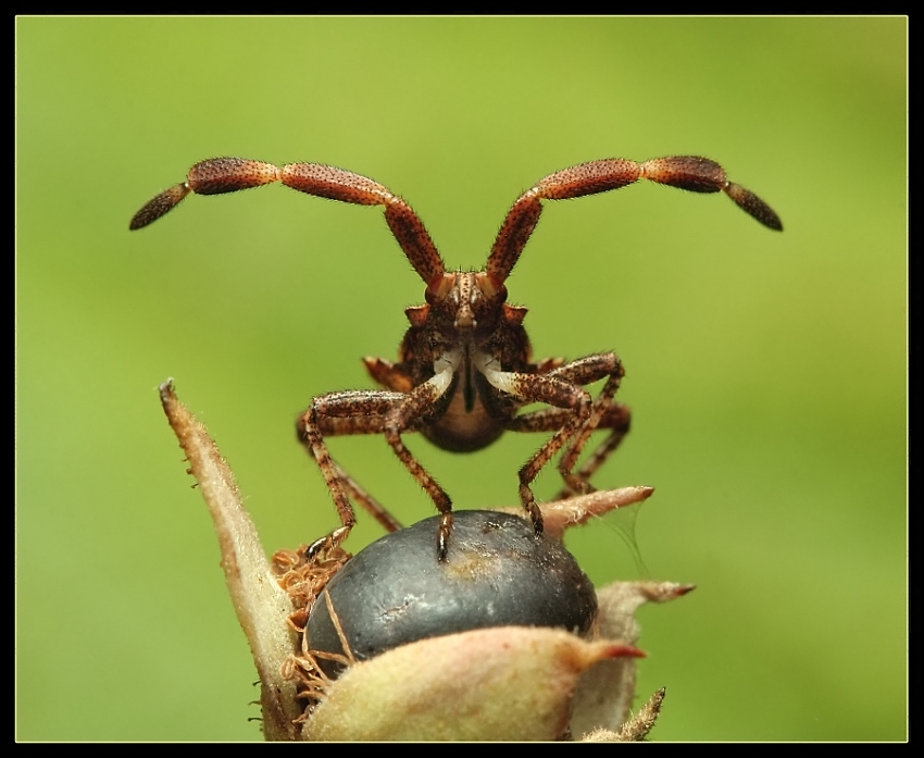 El Diabolo