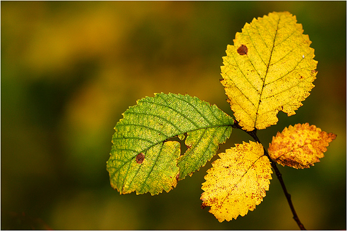 Barwy jesieni