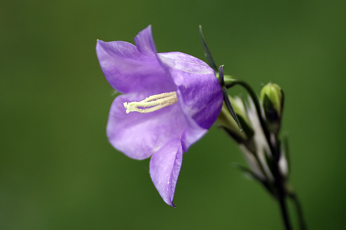 Dzwonek karpacki (Campanula carpatica)