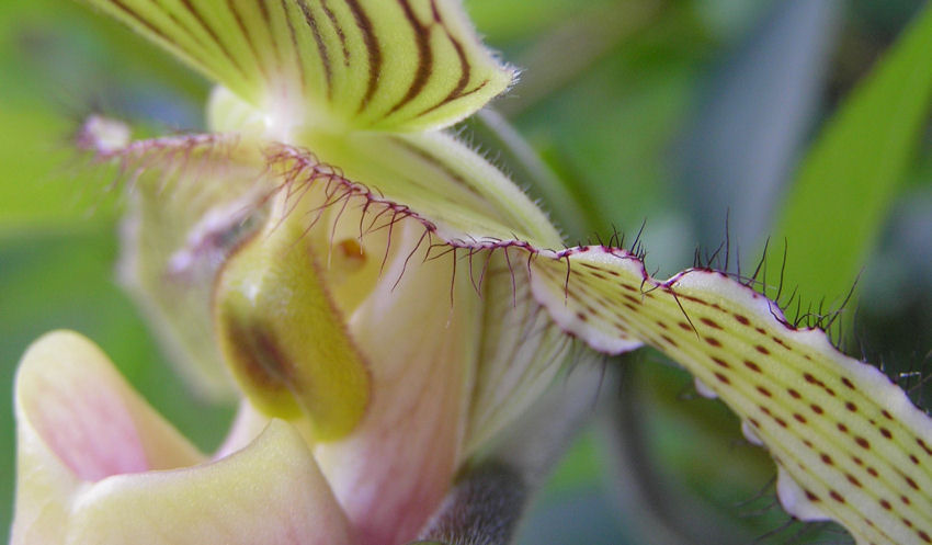 Paphiopedilum  2