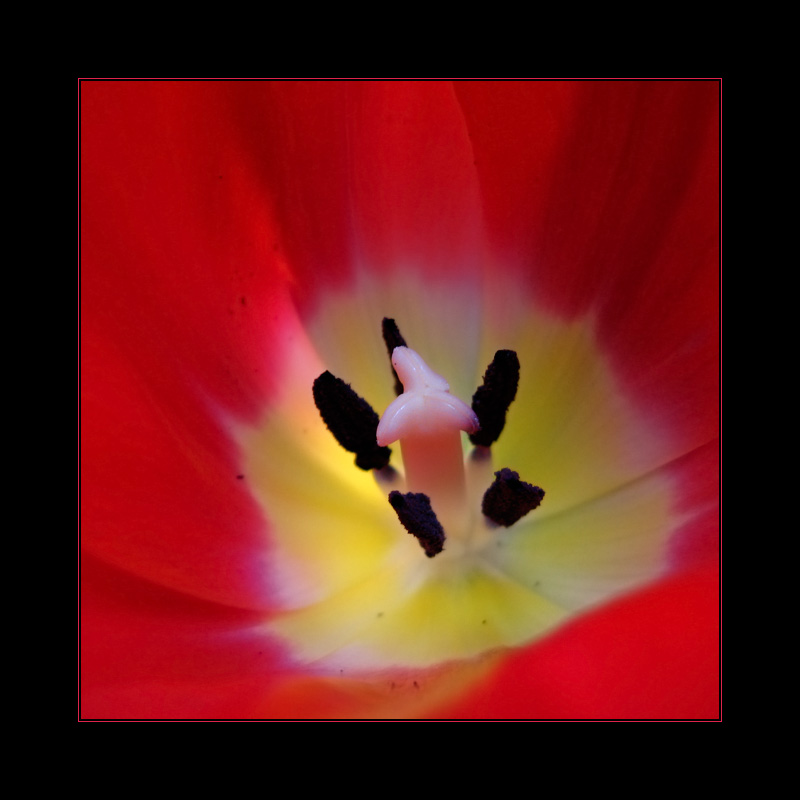 - piersze tulipany -