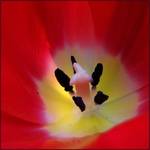 - piersze tulipany -