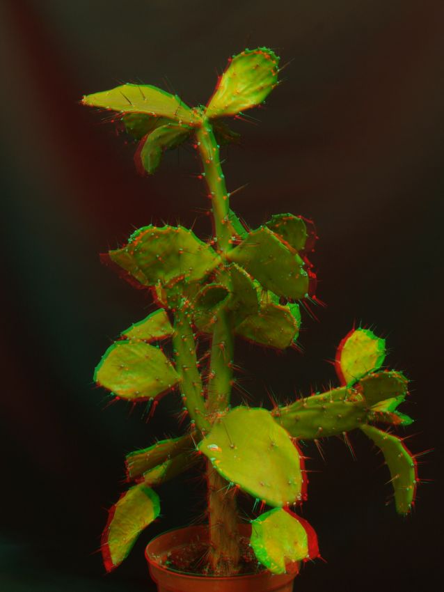 Opuntia 3D