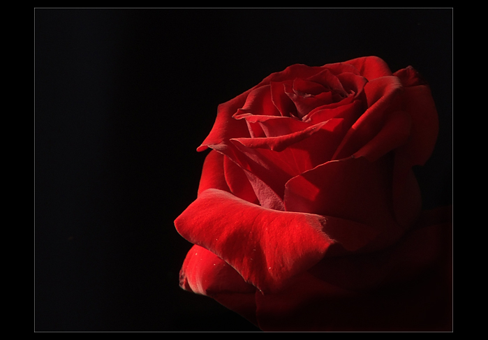 Red Rose