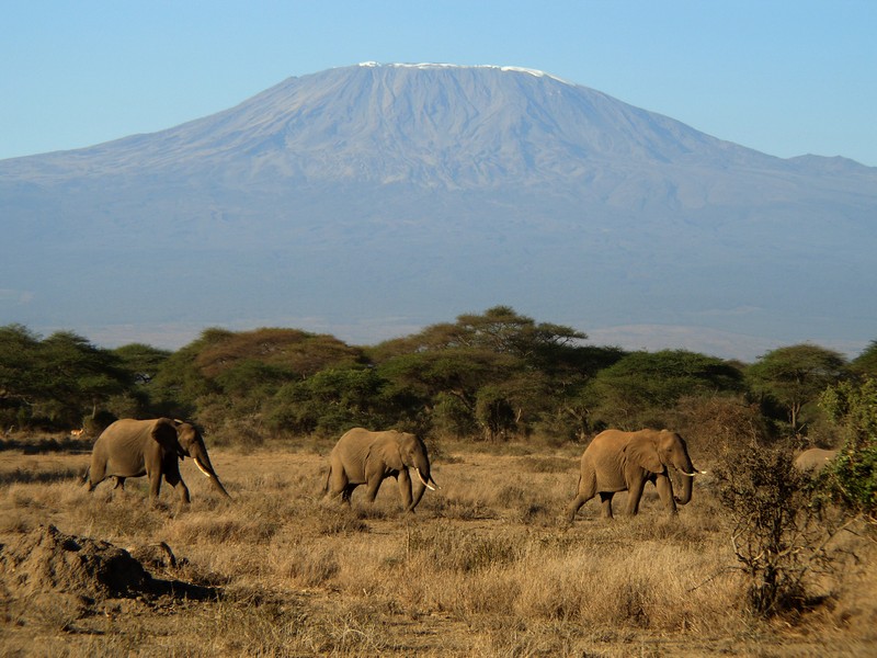 Kilimanjaro i slonie