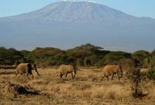 Kilimanjaro i slonie