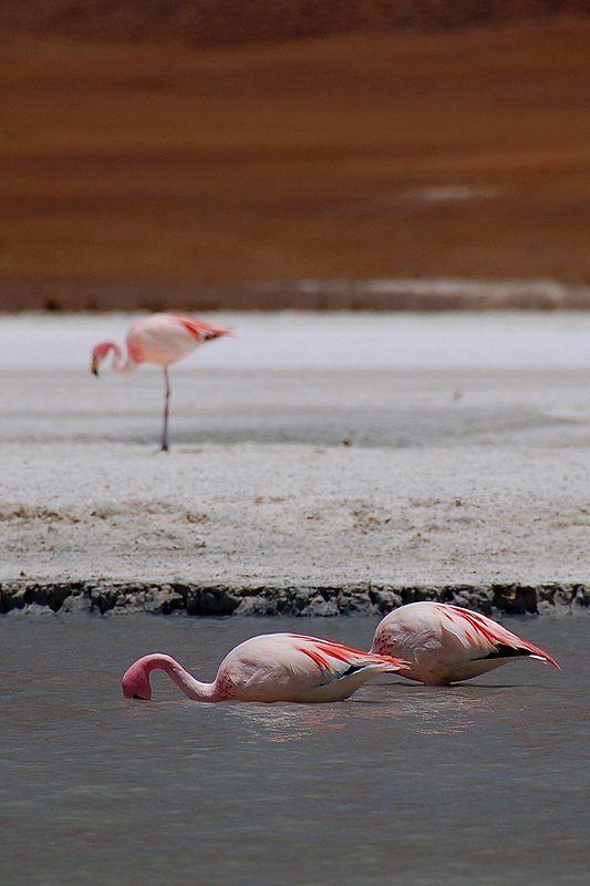 Flamingos c.d.