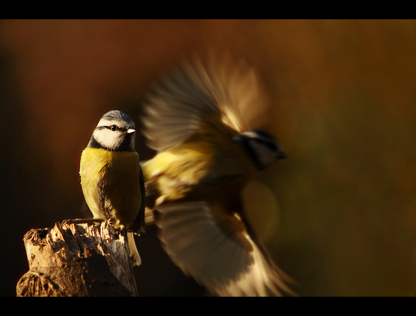 Blue Tit