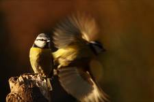 Blue Tit