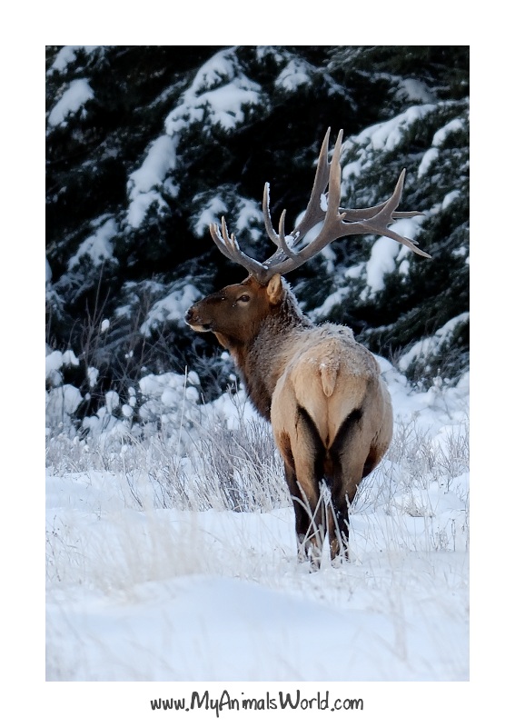 Elk