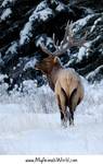 Elk