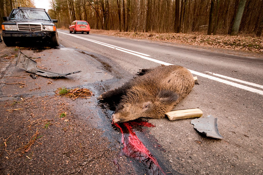 Ostatni krzyk, łabędzia nuta....