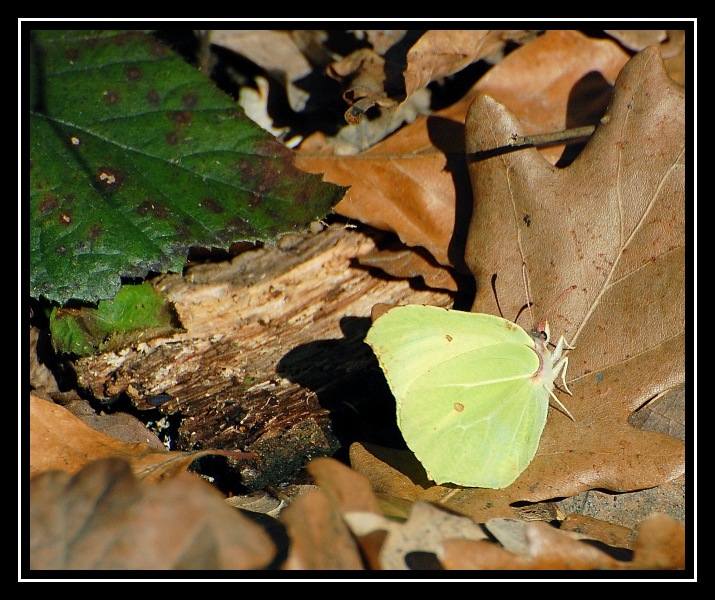 motyl