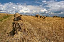 Przefrunęło nad polami niebo