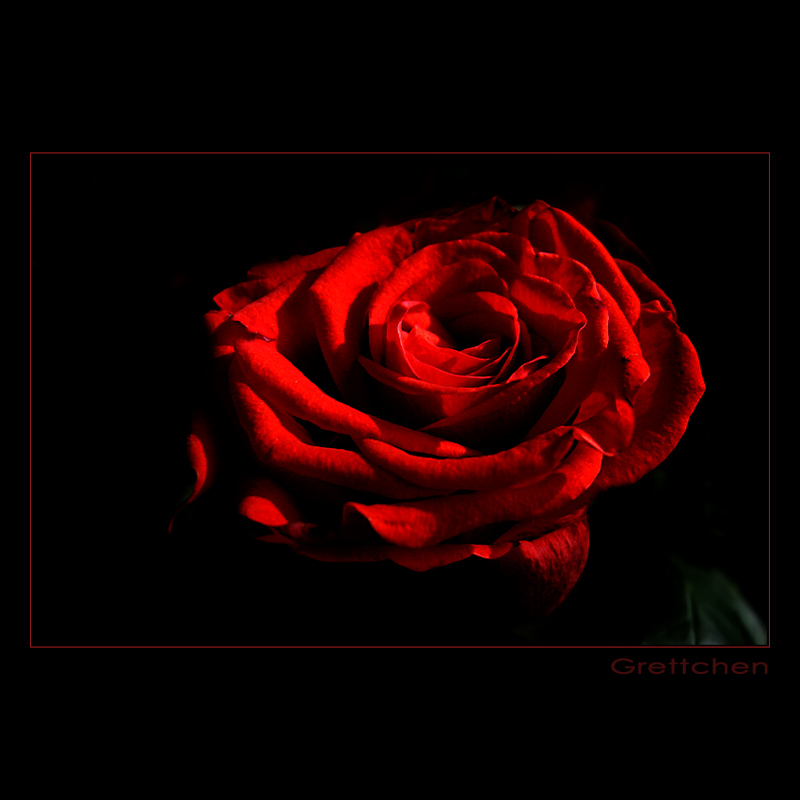 - Rose - 2