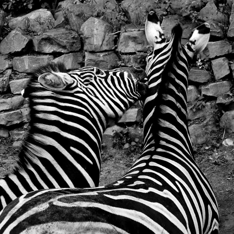 Zebra...