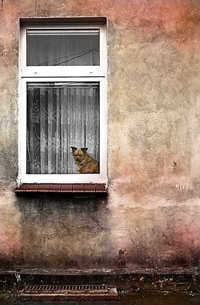 Dog in the window