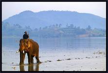 Daily elephant bath