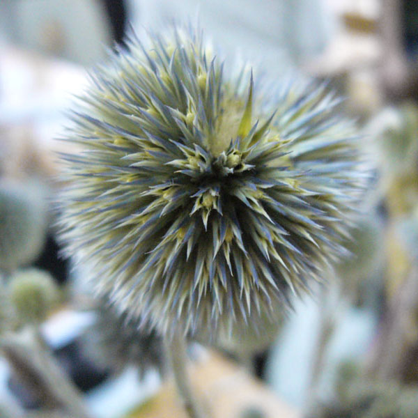 Echinops ritro