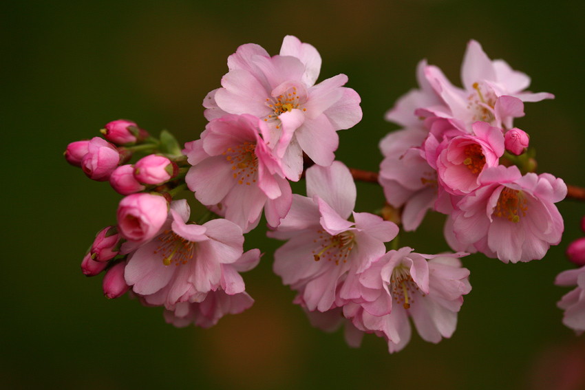 Sakura