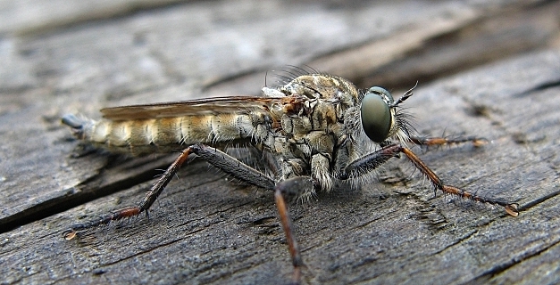 Drapieżnik