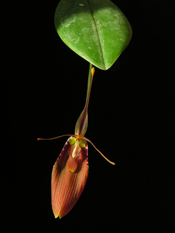 ...restrepia