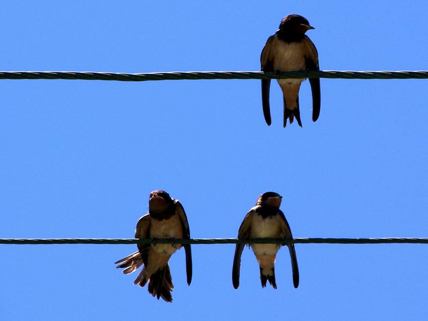 Like a bird on the wire...