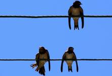 Like a bird on the wire...