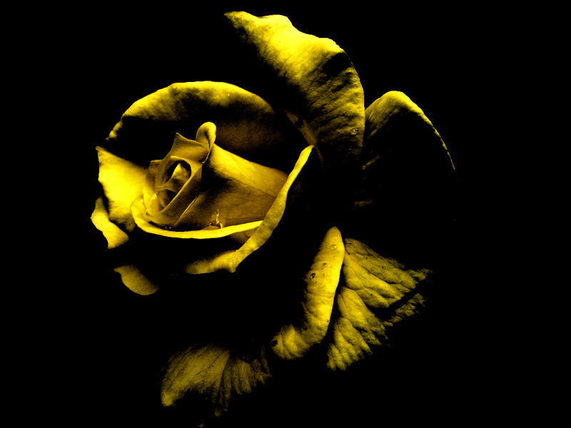 golden rose