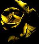 golden rose