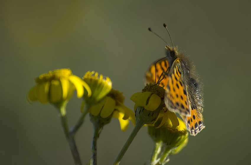 Motyl w promieniach słońca