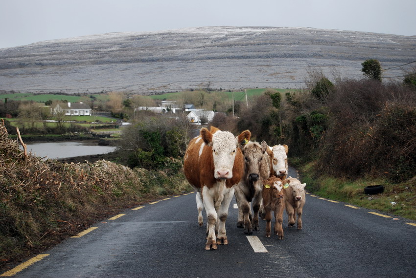 The cow family