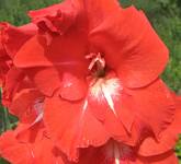 gladiola