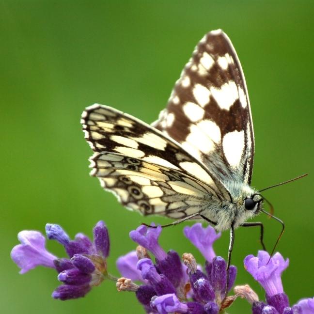 Le petit papillon...