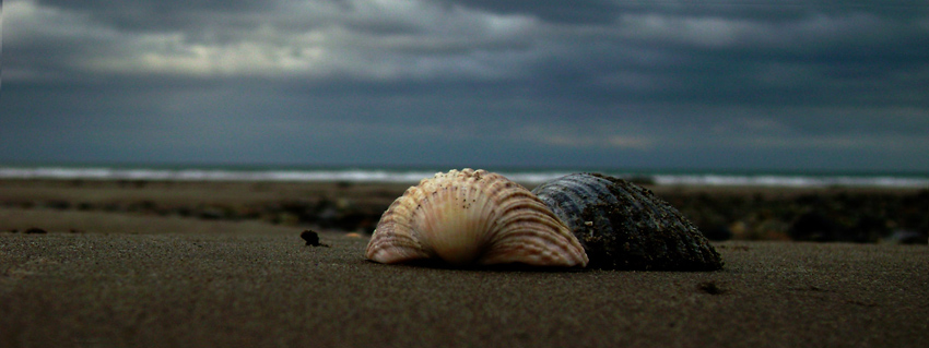 shells