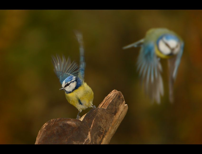 Blue Tit :)