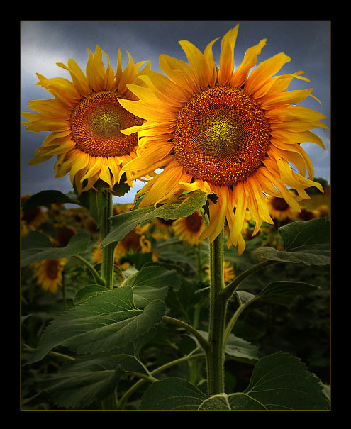 girasoli