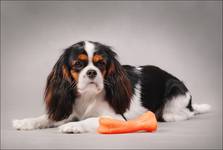 King Charles Spaniel