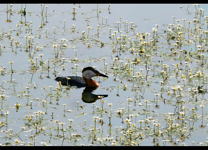 Perkoz rdzawoszyi (Podiceps grisegena)