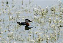 Perkoz rdzawoszyi (Podiceps grisegena)