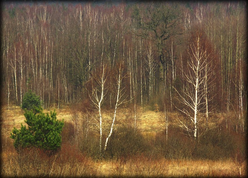 wychodzą...